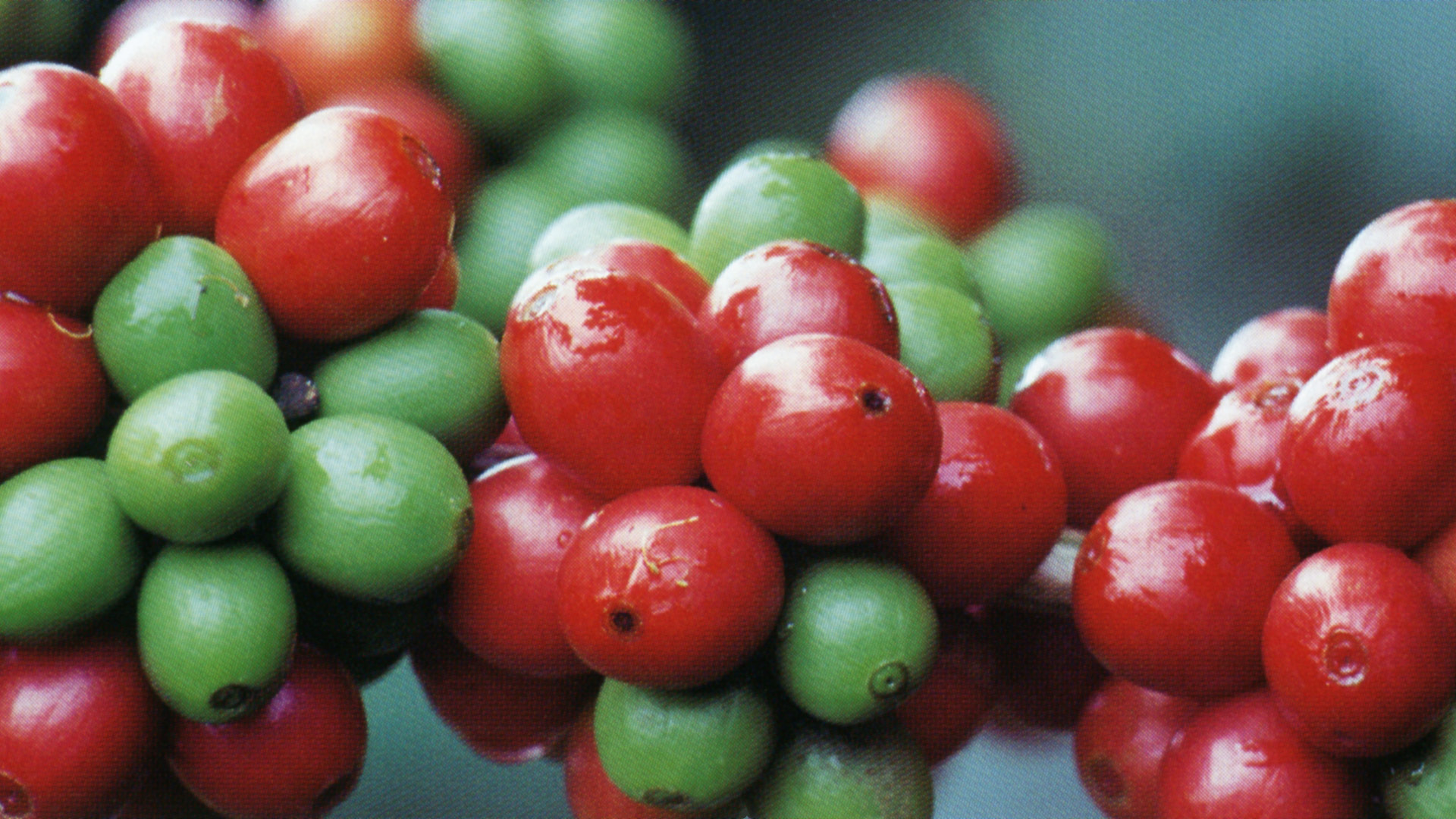 El fruto del café que contiene los granos.