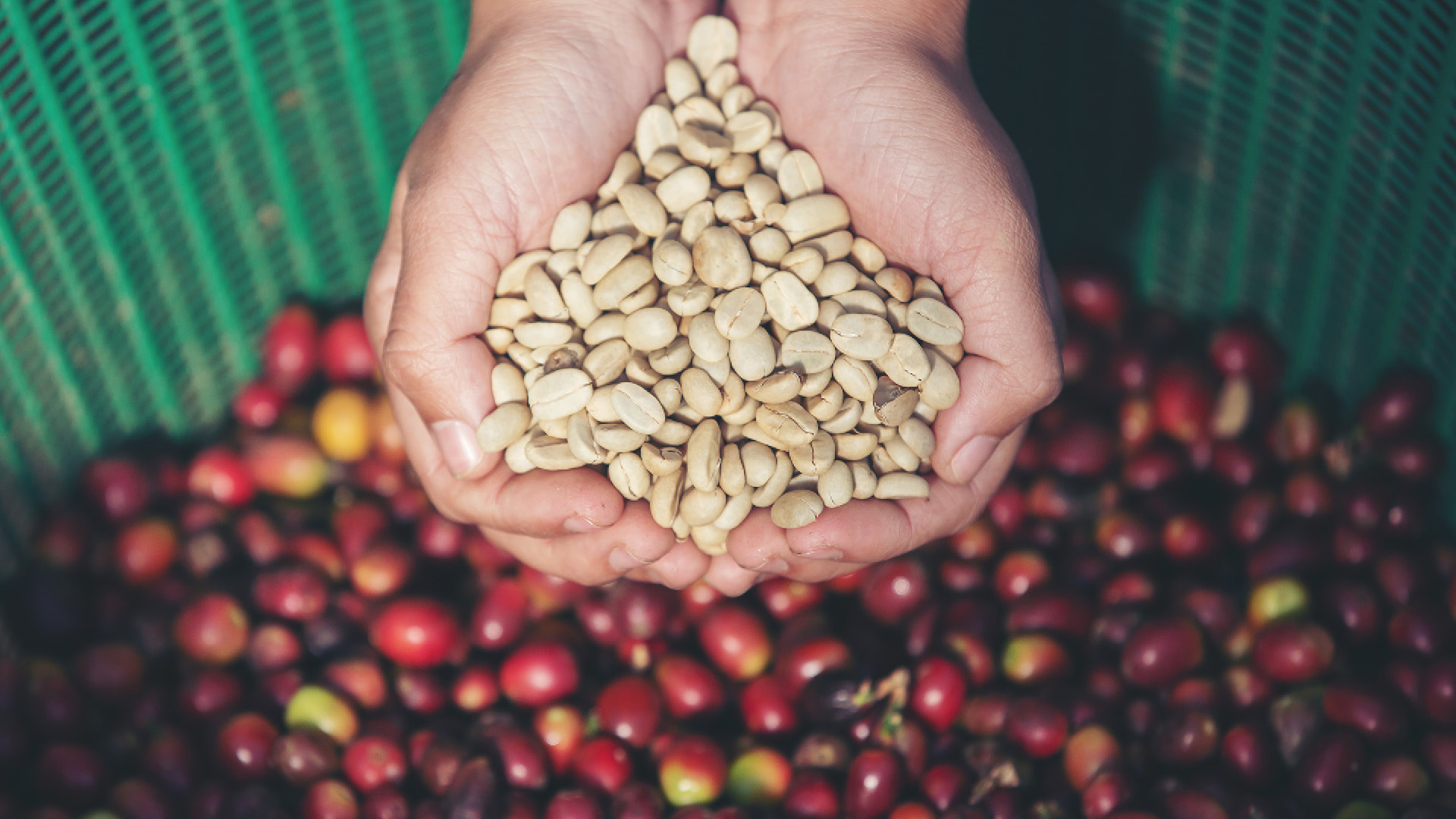 La ocratoxina puede contaminar las plantaciones y desarrollarse cuando el café aún está húmedo. Sin embargo, se elimina casi por completo durante el proceso de torrefacción, siendo degradada por las altas temperaturas del tueste del grano de café.