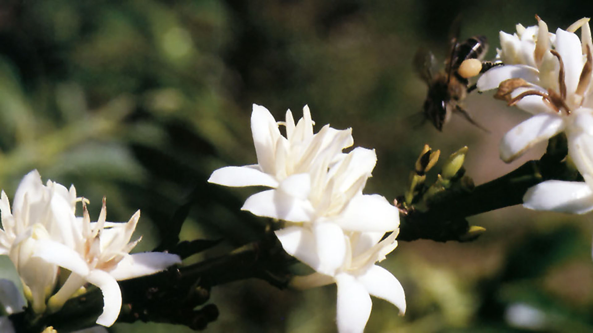 Fiori di caffè arabica sull'isola di Giava