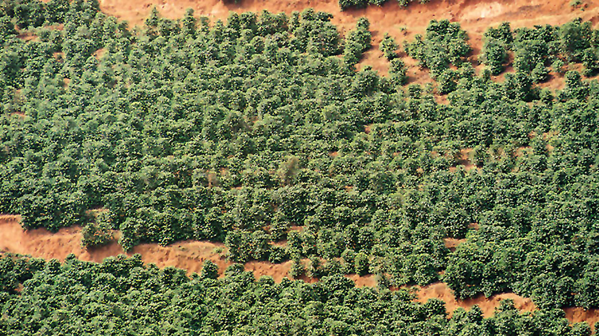 Coffee plantation in Brazil