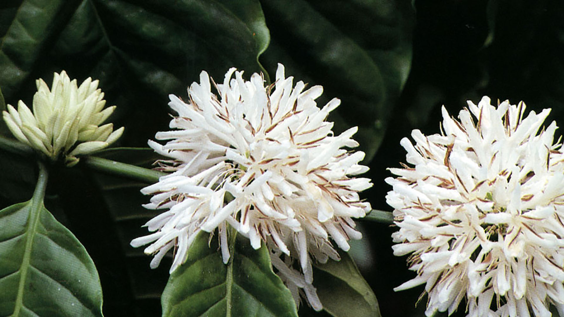 Mature coffee flowers of the Colombia variety