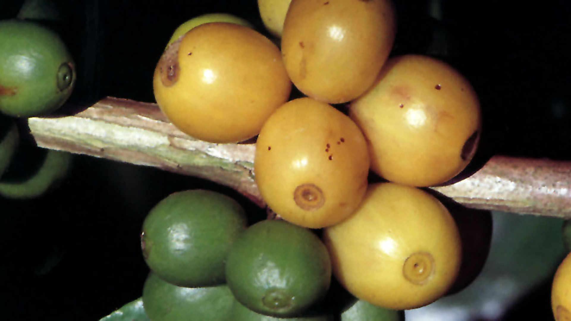 Drupe of the Catuaí Vermelho variety, Arabica tree in Brazil