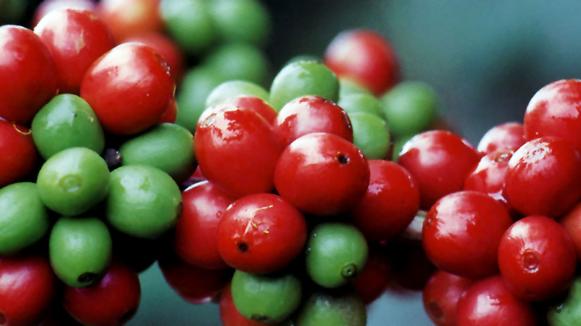 Adult coffee plant bearing fruit of the Catimor variety in the Matagalpa region of Nicaragua