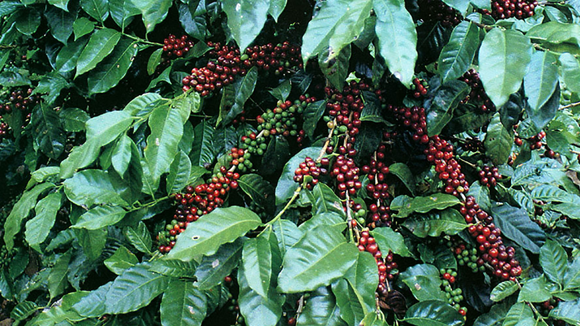 Coffee plantation in Brazil