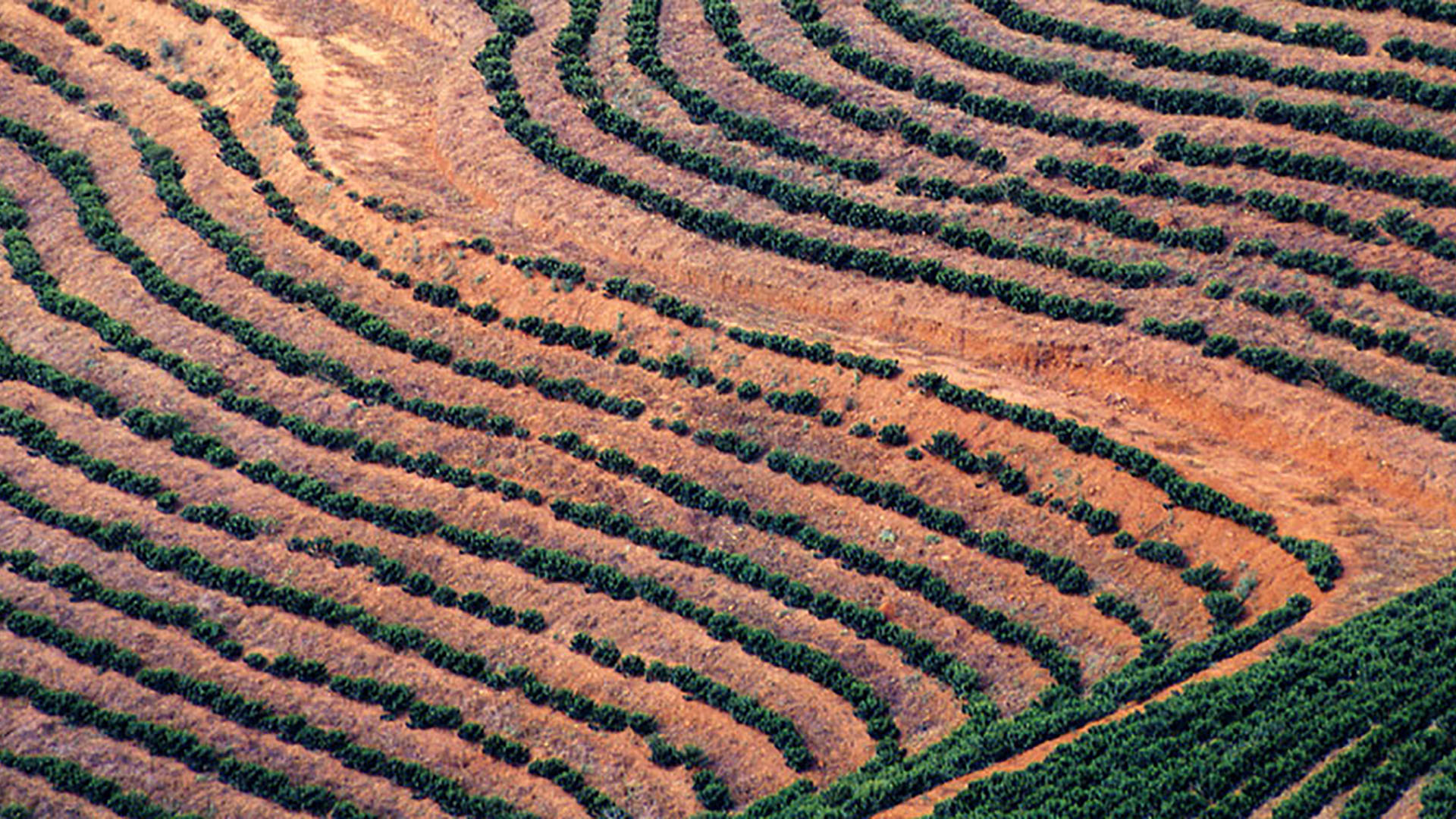 Junge Kaffeeplantage in Brasilien