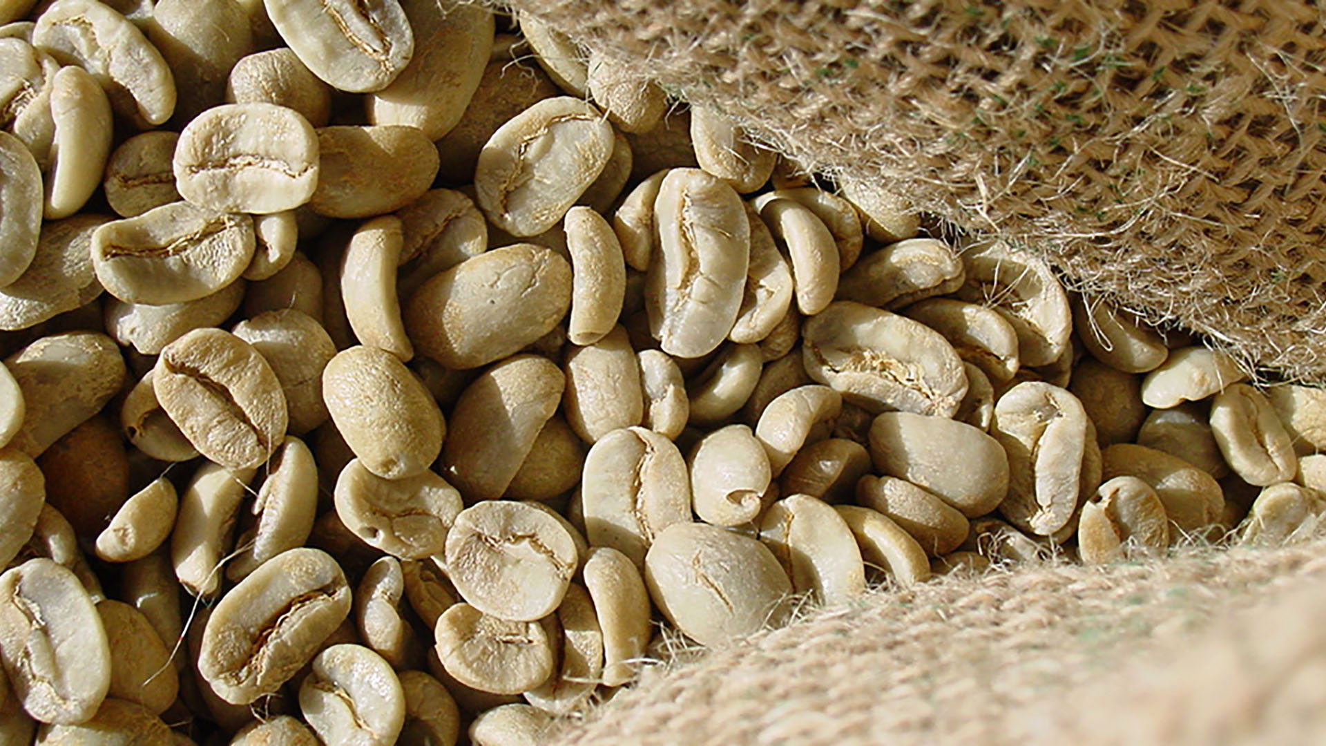 Green coffee beans in an open jute sack